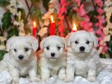 Maltese Teri̇er Yavrulari