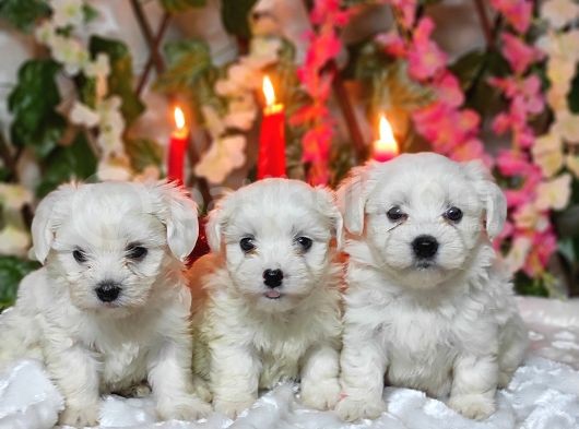 Maltese Teri̇er Yavrulari görsel