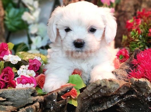 Maltese Teri̇er Yavrulari görsel
