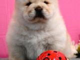 Mükemmel Chow Chow Yavruları