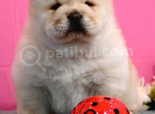 Mükemmel Chow Chow Yavruları görsel