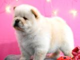 Mükemmel Chow Chow Yavruları