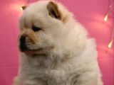 Mükemmel Chow Chow Yavruları