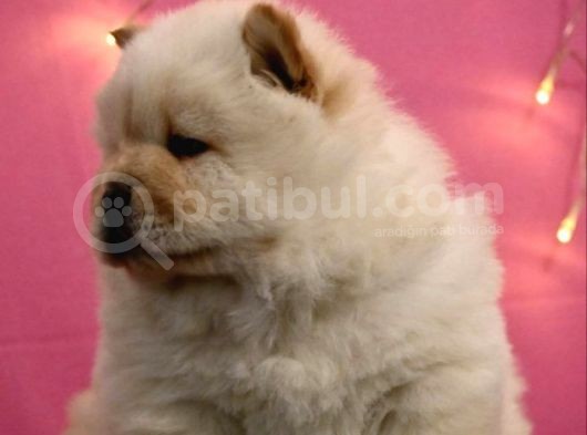 Mükemmel Chow Chow Yavruları