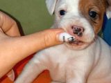 Kısa Bacak Jack Russell Yavruları