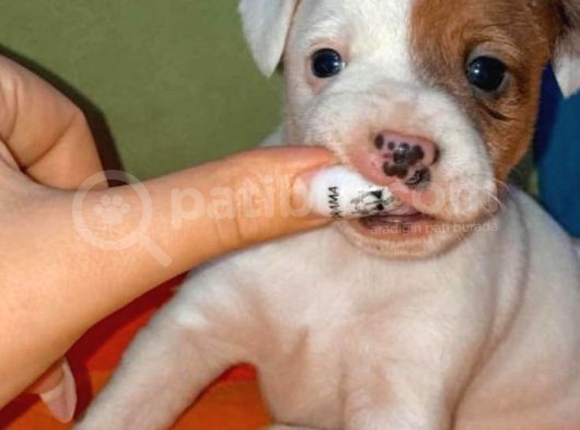 Kısa Bacak Jack Russell Yavruları