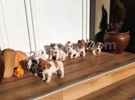 Kısa Bacak Jack Russell Yavruları görsel
