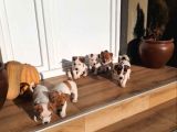 Kısa Bacak Jack Russell Yavruları
