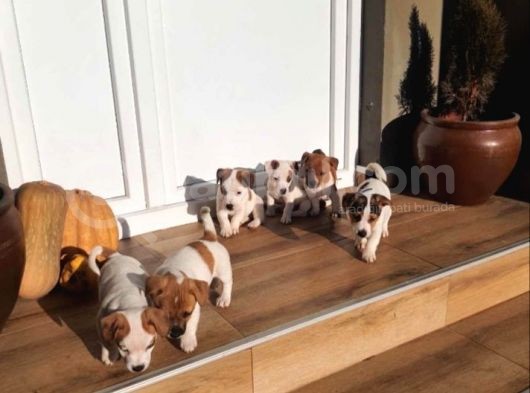 Kısa Bacak Jack Russell Yavruları görsel