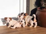 Kısa Bacak Jack Russell Yavruları