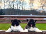 Akita Yavrular