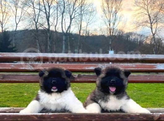 Akita Yavrular