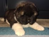 Akita Yavrular