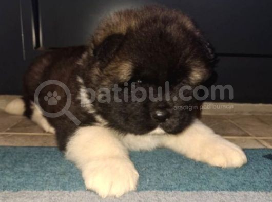 Akita Yavrular görsel