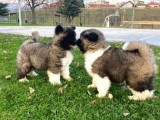 Kısa Bacak Jack Russell Yavruları