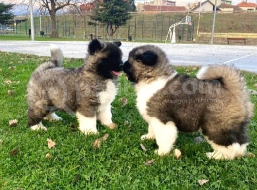 Akita Yavrular görsel