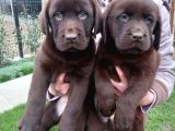 Mükemmel Labrador Yavruları