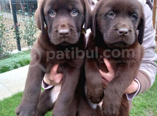 Mükemmel Labrador Yavruları