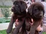 Mükemmel Labrador Yavruları