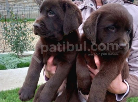 Mükemmel Labrador Yavruları görsel