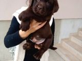 Mükemmel Labrador Yavruları