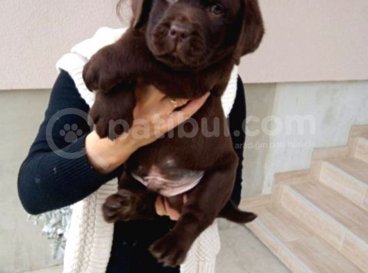 Mükemmel Labrador Yavruları görsel