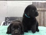 Labrador Yavruları Mükemmel Kalite