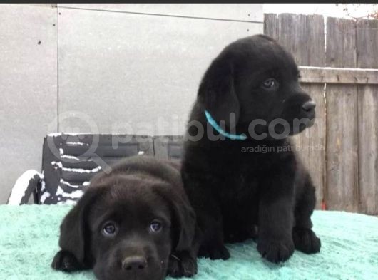 Labrador Yavruları Mükemmel Kalite görsel