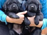 Labrador Yavruları Mükemmel Kalite