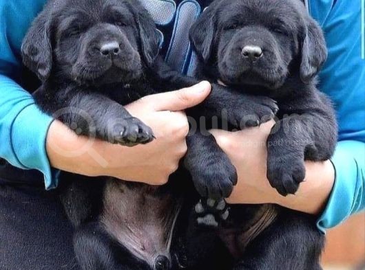 Labrador Yavruları Mükemmel Kalite