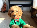 Dişi Ve Erkek Kilo Garantili Toypoodle Yavrularım