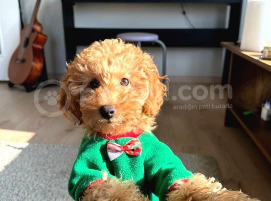 Dişi Ve Erkek Kilo Garantili Toypoodle Yavrularım