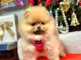Safkan Pomeranian Boo Yavrularımız
