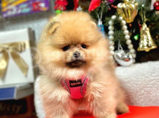 Safkan Pomeranian Boo Yavrularımız görsel