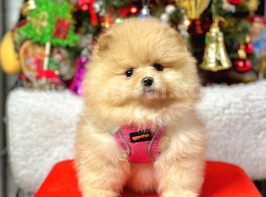 Safkan Pomeranian Boo Yavrularımız görsel