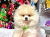 Safkan Pomeranian Boo Yavrularımız