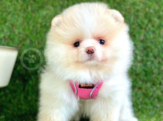 Safkan Pomeranian Boo Yavrularımız görsel