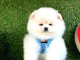 Safkan Pomeranian Boo Yavrularımız