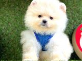 Safkan Pomeranian Boo Yavrularımız