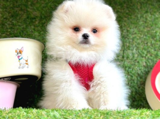Safkan Pomeranian Boo Yavrularımız