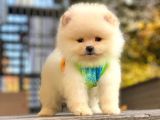 Show Kalite Pomeranian Boo Yavrular