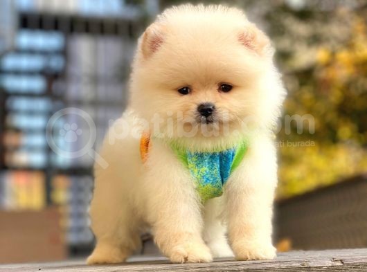 Show Kalite Pomeranian Boo Yavrular