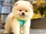 Show Kalite Pomeranian Boo Yavrular