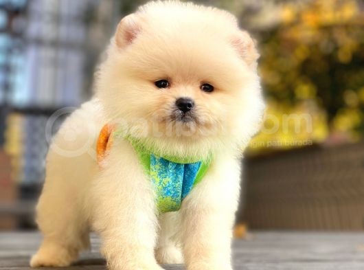 Show Kalite Pomeranian Boo Yavrular görsel