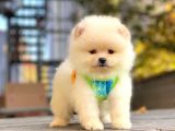 Show Kalite Pomeranian Boo Yavrular