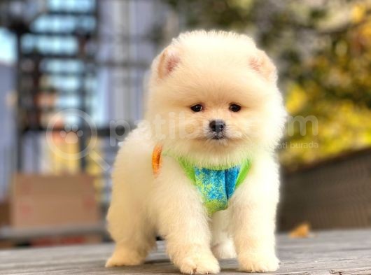 Show Kalite Pomeranian Boo Yavrular görsel