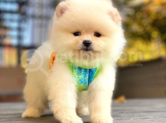 Show Kalite Pomeranian Boo Yavrular görsel