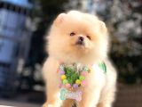 Irk Ve Sağlık Garantili Pomeranian Boo Yavrularımız