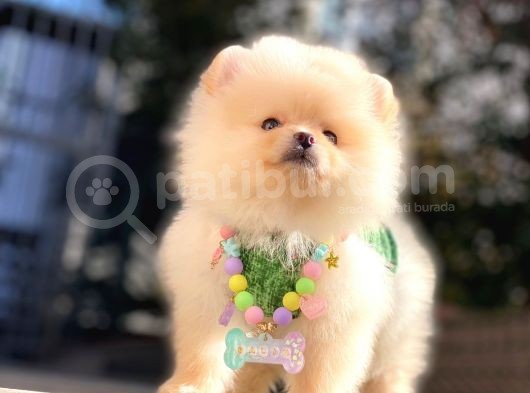Irk ve Sağlık Garantili Pomeranian Boo Yavrularımız