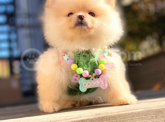 Irk Ve Sağlık Garantili Pomeranian Boo Yavrularımız görsel